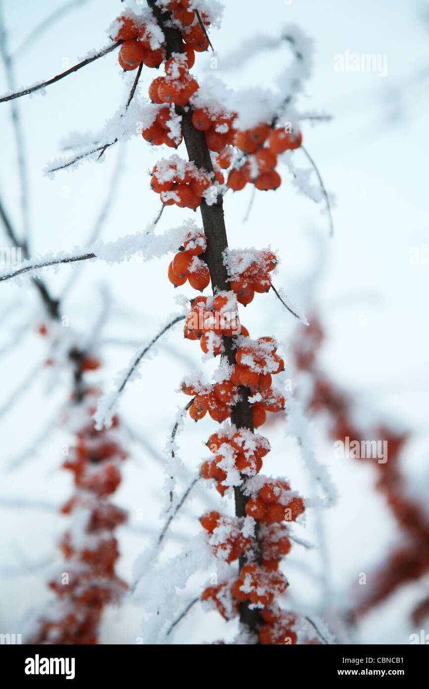 Frutti di bosco congelati. Foto Stock