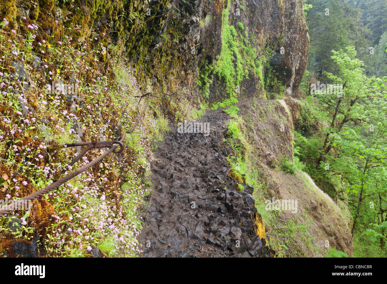 Eagle Creek Trail, Columbia River Gorge, Oregon Foto Stock