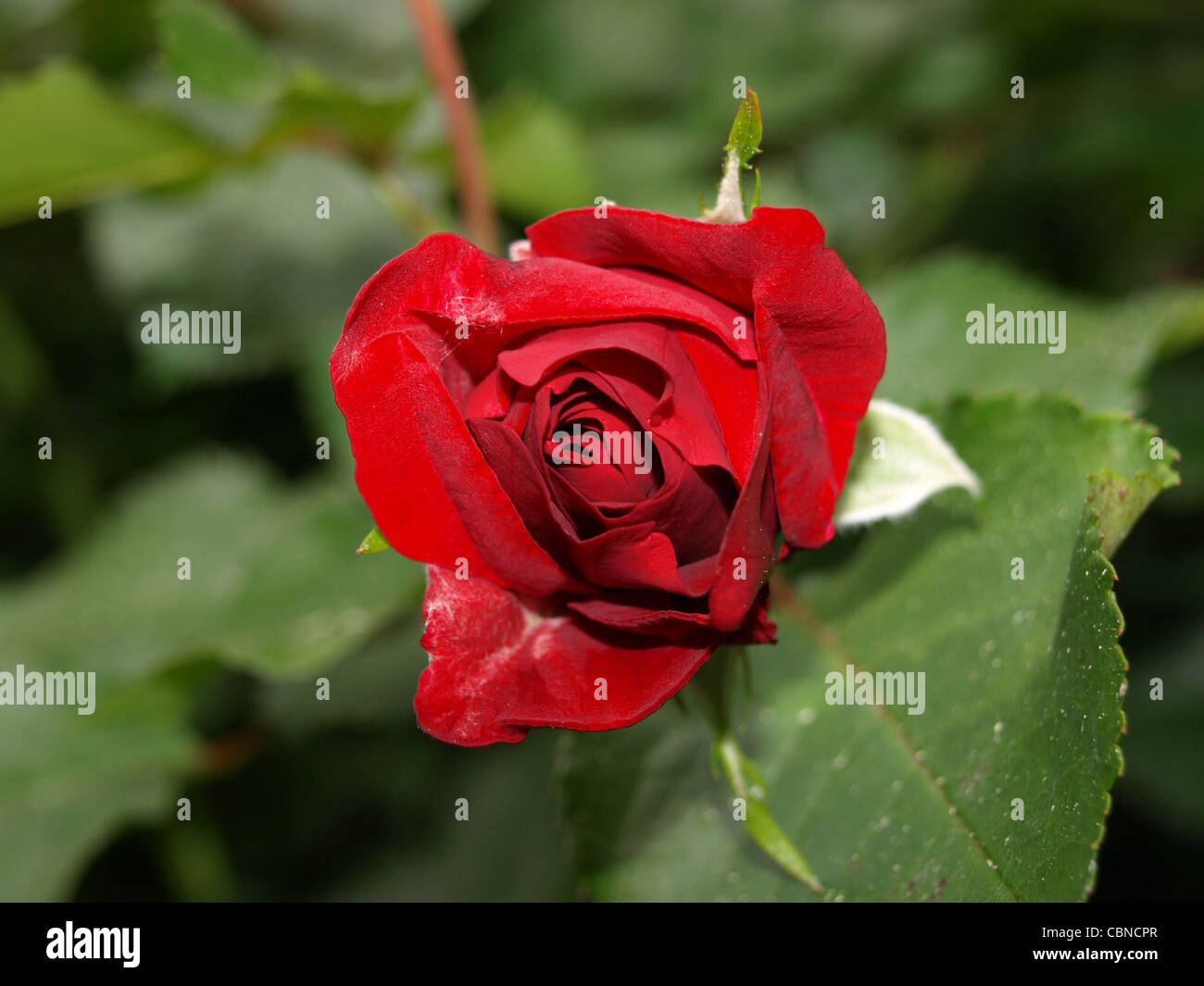 Red Rose / rote Rose Foto Stock