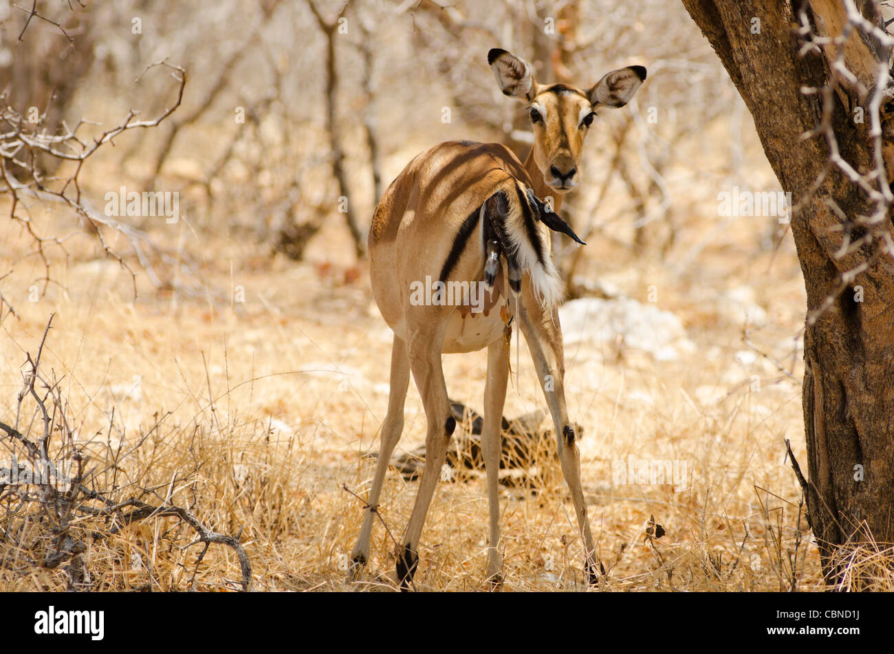 Animale parto Foto Stock