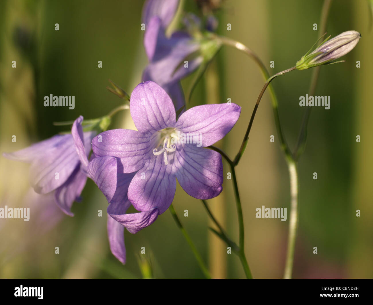 Diffondere la Campanula / Campanula patula / Wiesen-Glockenblume Foto Stock