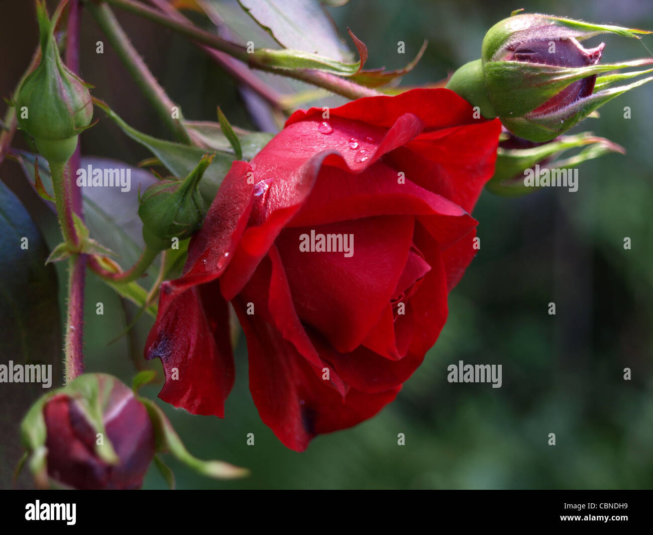 Red Rose con gocce / rote Rose mit Tropfen Foto Stock