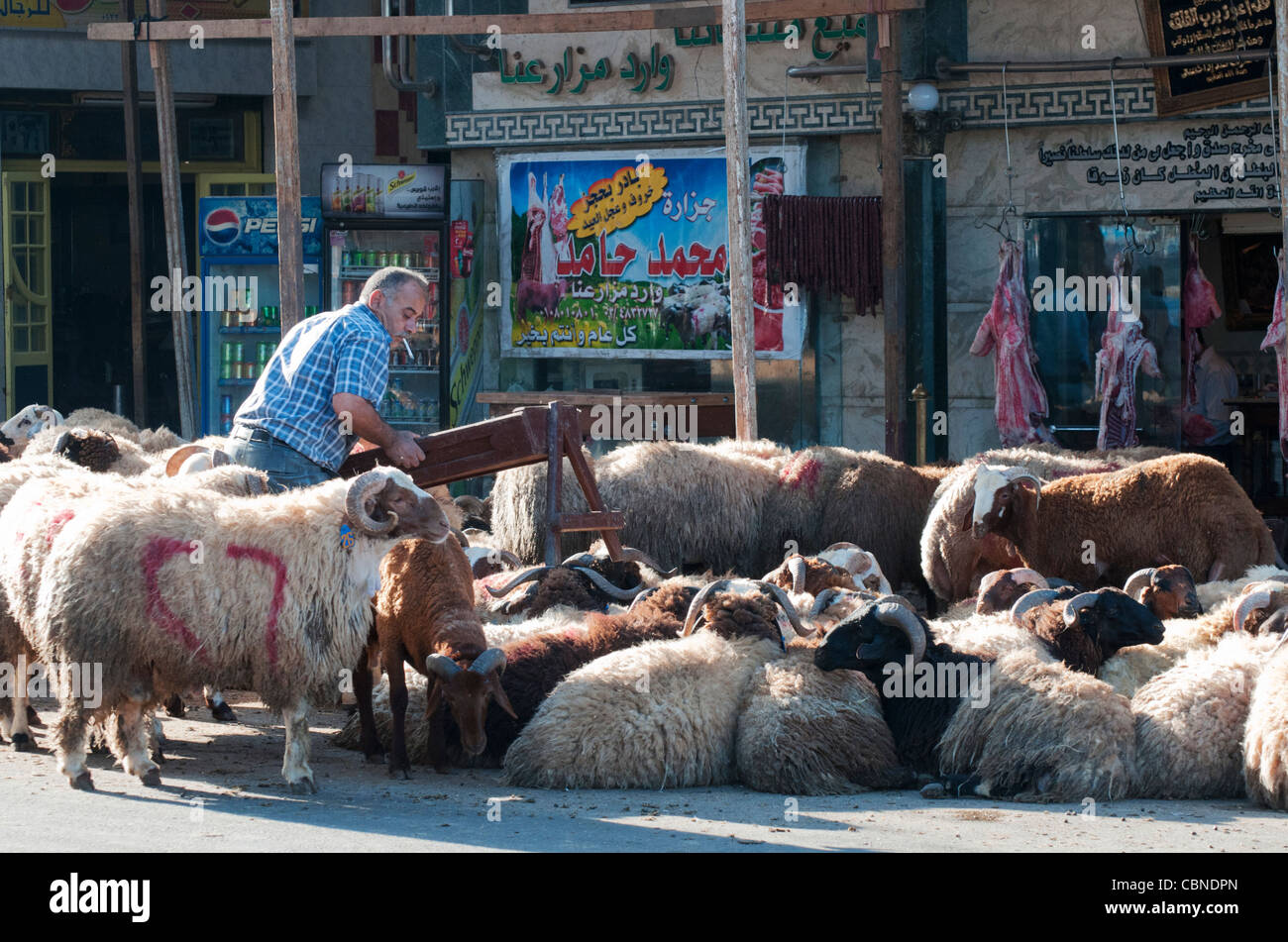 Pecore attendono il loro destino in anticipo di Eid el Adha, la festa islamica del Sacrificio, in Alessandria Foto Stock