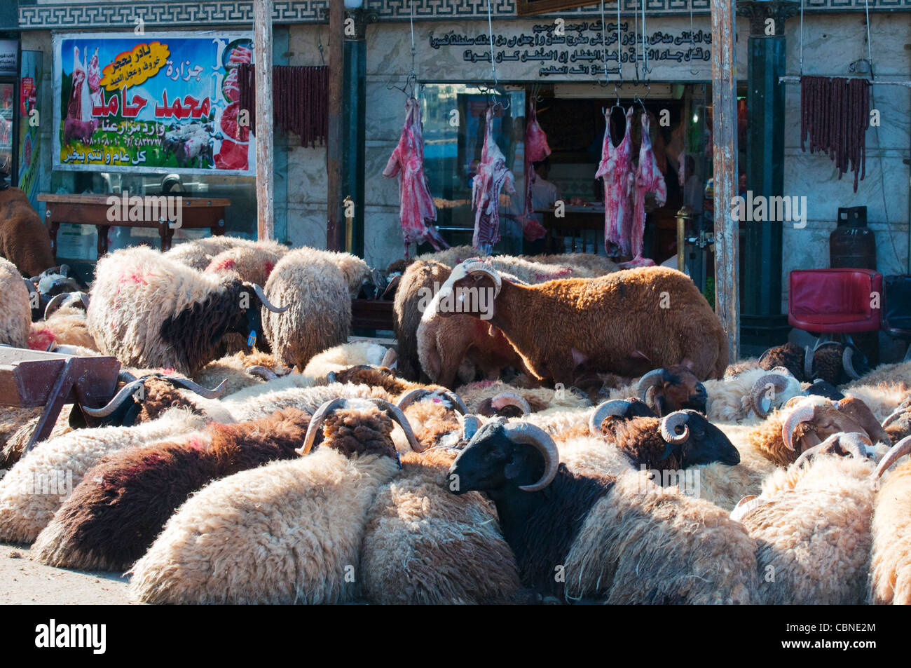 Pecore attendono il loro destino in anticipo di Eid el Adha, la festa islamica del Sacrificio, in Alessandria Foto Stock