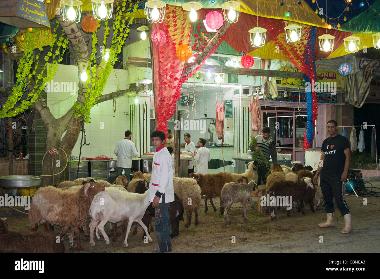 Pecore attendono il loro destino in anticipo di Eid el Adha, la festa islamica del Sacrificio, al Cairo Foto Stock