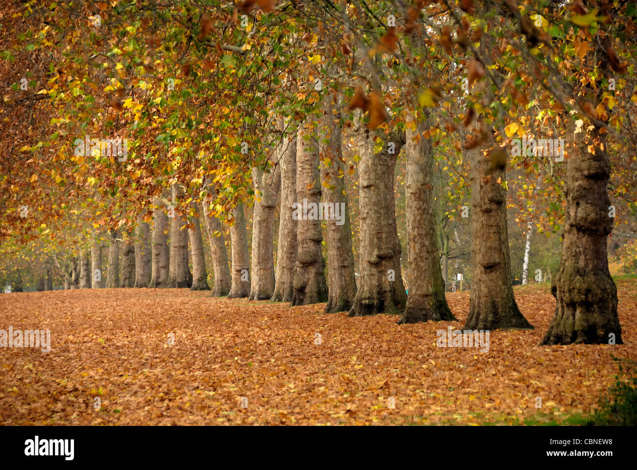 Foglie di autunno nel parco verde di Londra Foto Stock