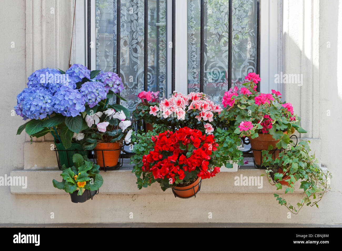 I fiori sul davanzale di Parigi, Francia. Piante in vaso fare un allegro visualizzare sulla finestra di un appartamento. Foto Stock
