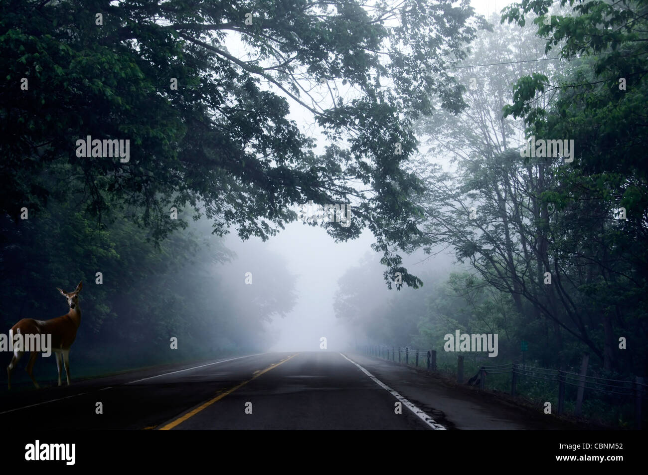 Una nebbia strada rurale con un cervo sul lato della strada Foto Stock