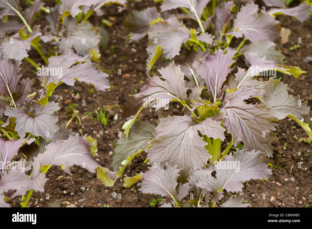 Viola, Mizuna Brassica rapa var nipposinica Foto Stock