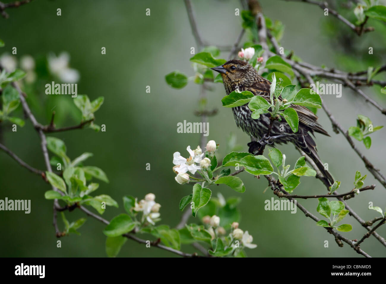 Un starling o femmina rosso-winged blackbird su un ramo con fiori di Apple Foto Stock