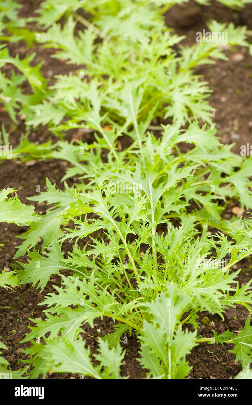 Mizuna, Brassica rapa var nipposinica Foto Stock