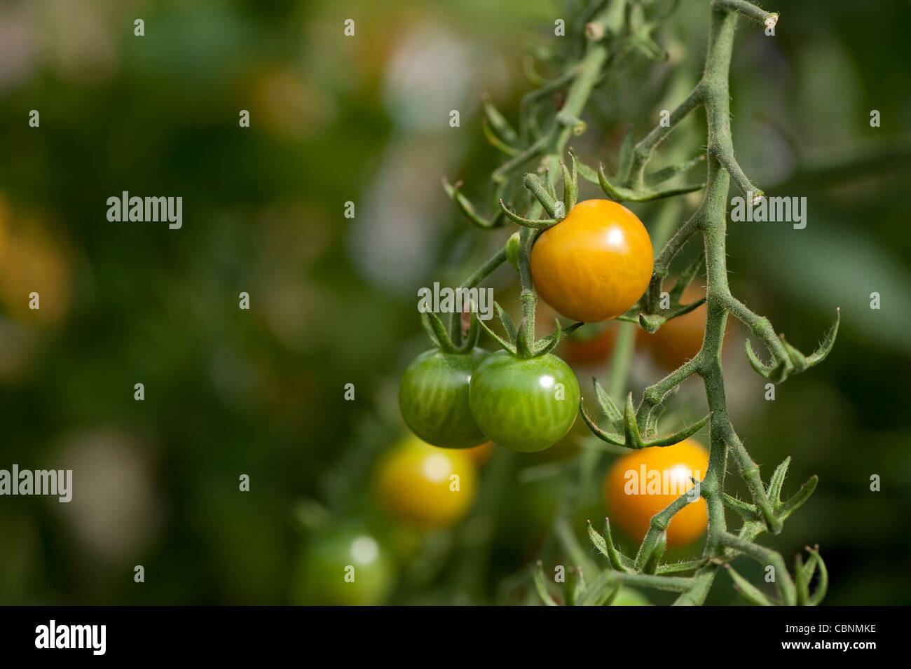 Pianta di pomodoro, Solanum lycopersicum 'Sungold' Foto Stock