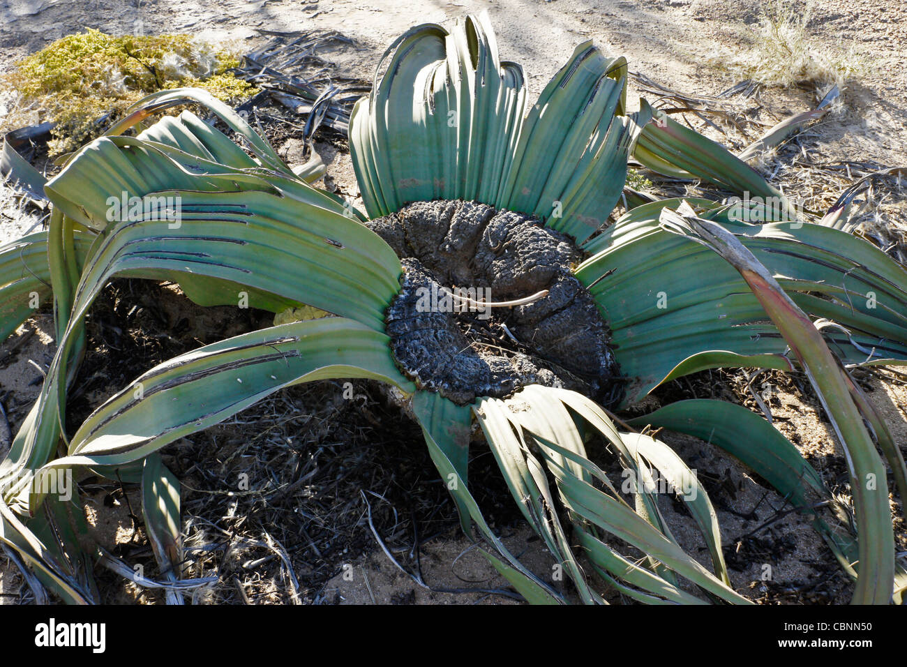 Welwitschia mirabilis impianto Namib-Naukluft National Park, Namibia Foto Stock