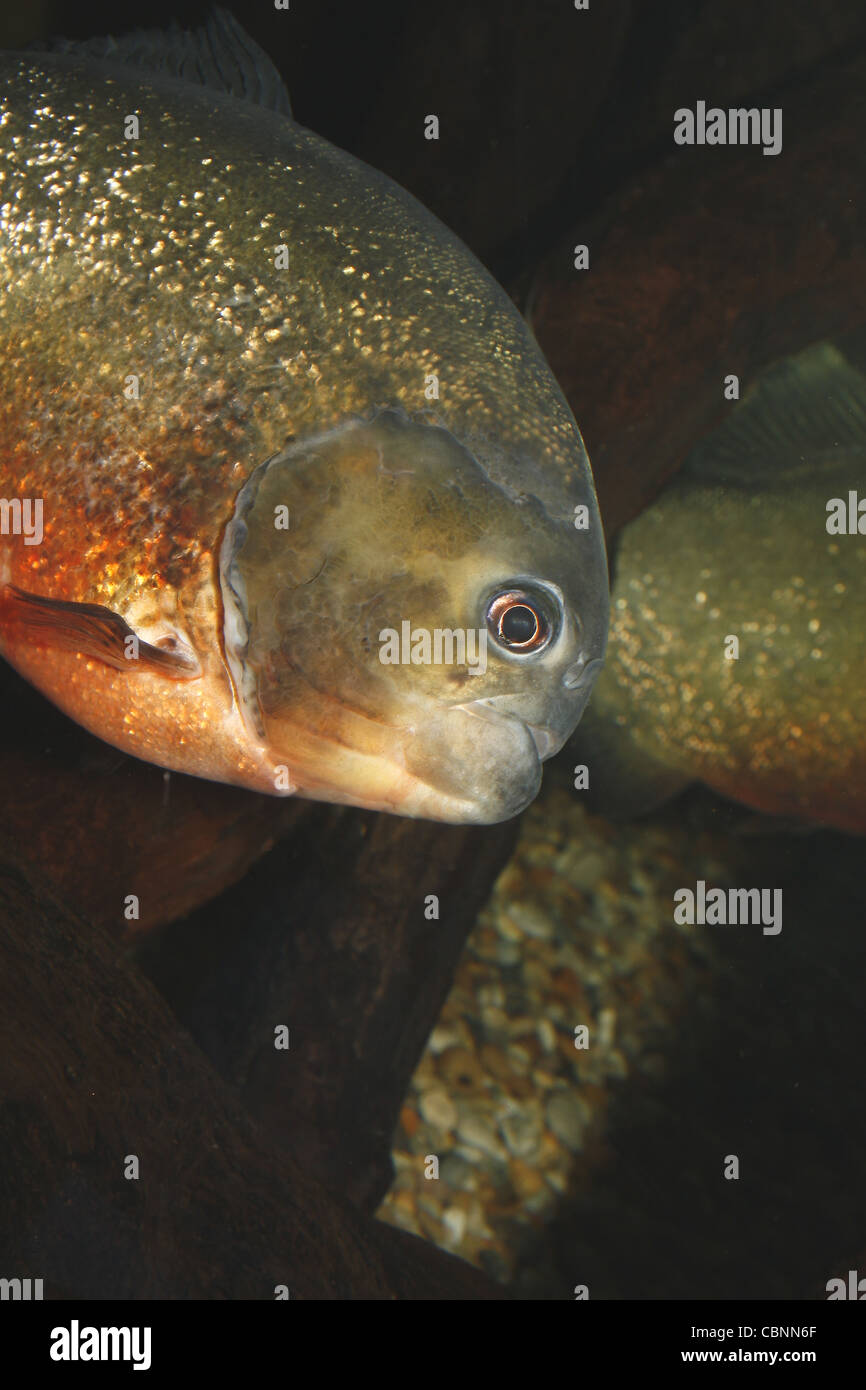 Ventre rosso piranha nattereri Pygocentrus SEA LIFE Blackpool, Promenade, Blackpool, Lancashire, FY1 5AA, England, Regno Unito Foto Stock