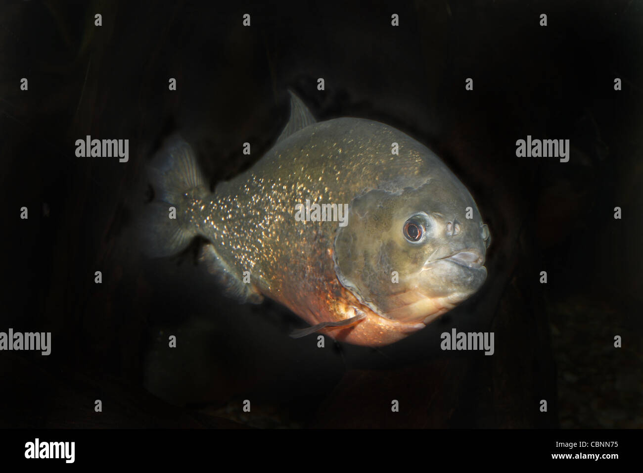 Ventre rosso piranha nattereri Pygocentrus SEA LIFE Blackpool, Promenade, Blackpool, Lancashire, FY1 5AA, England, Regno Unito Foto Stock