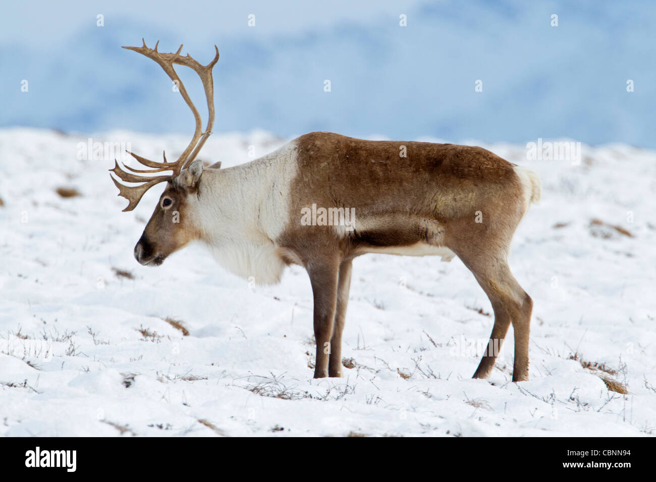 Caribou Coffee Company (Rangifer tarandus) bull stazionario, sulla migrazione sud attraverso il versante nord del Brooks Range, Alaska nel mese di ottobre Foto Stock