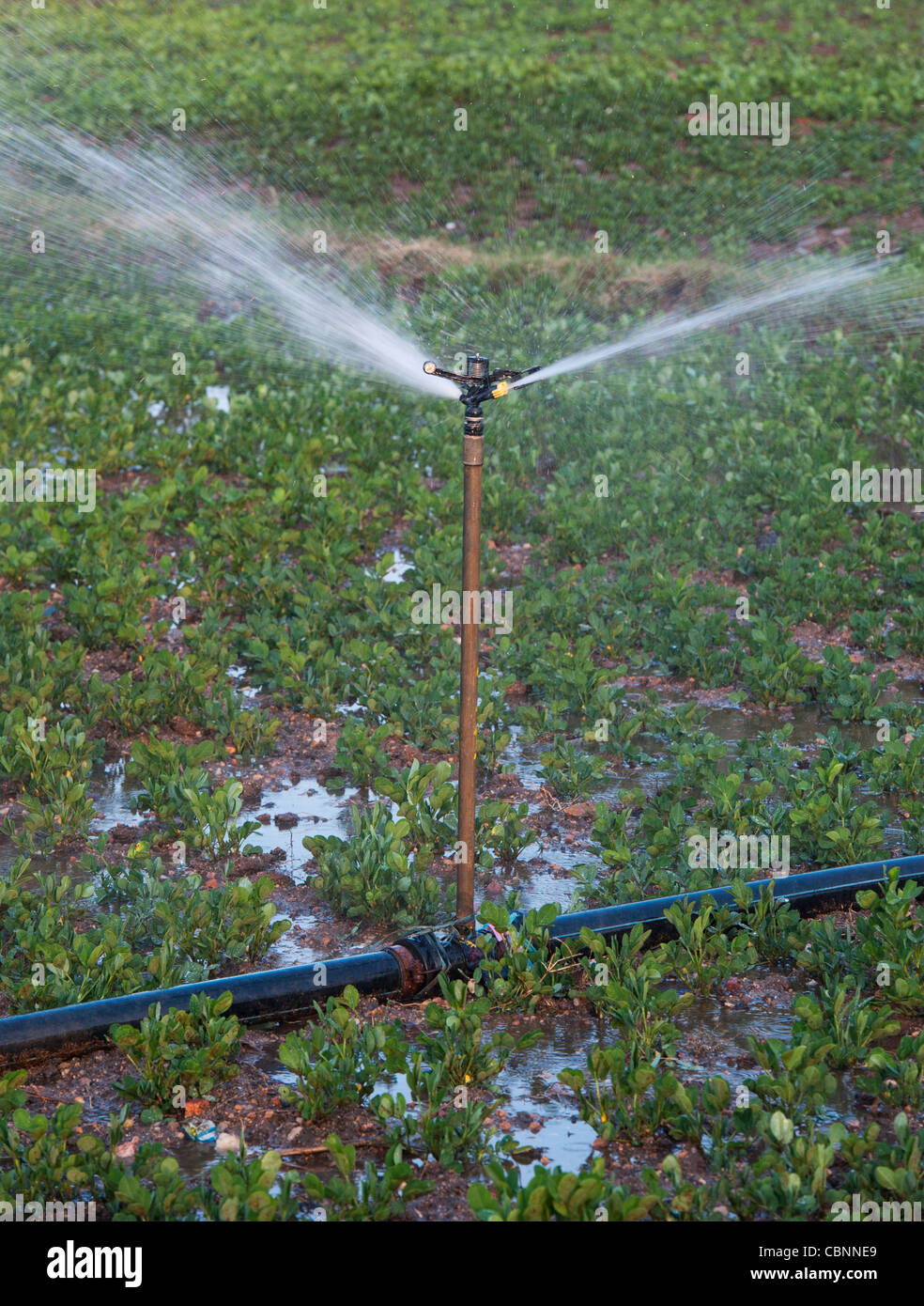 Abbeveraggio arachide / piante di arachidi in India con acqua sprinkler. Andhra Pradesh, India Foto Stock