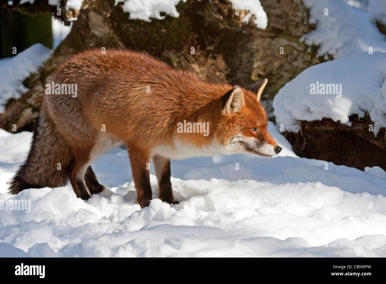 Red Fox (Vulpes vulpes vulpes) Foto Stock