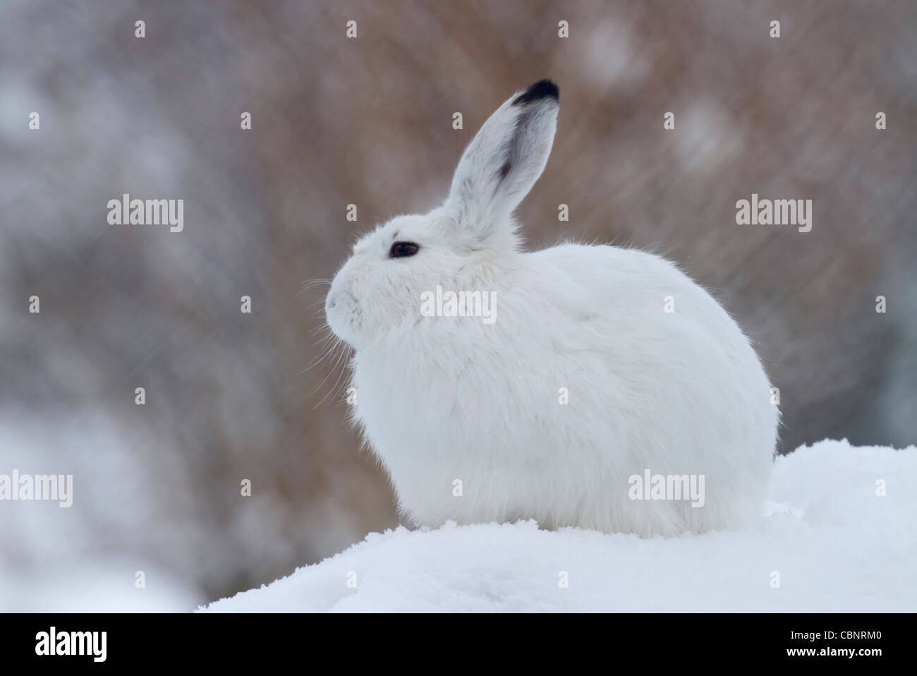 La lepre bianca nella neve (Lepus timidus) Foto Stock