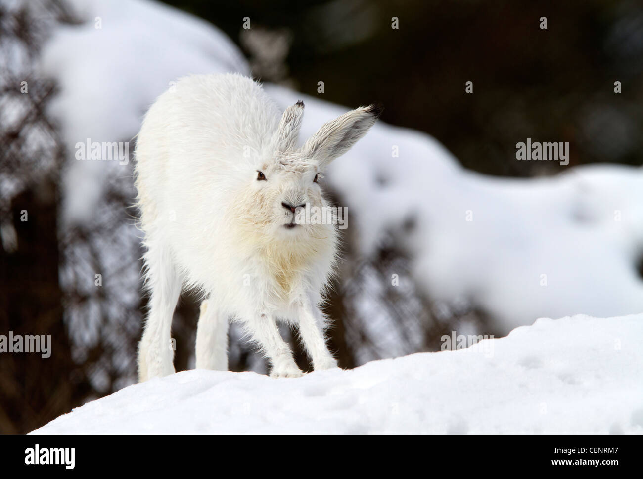 La lepre bianca nella neve (Lepus timidus) Foto Stock