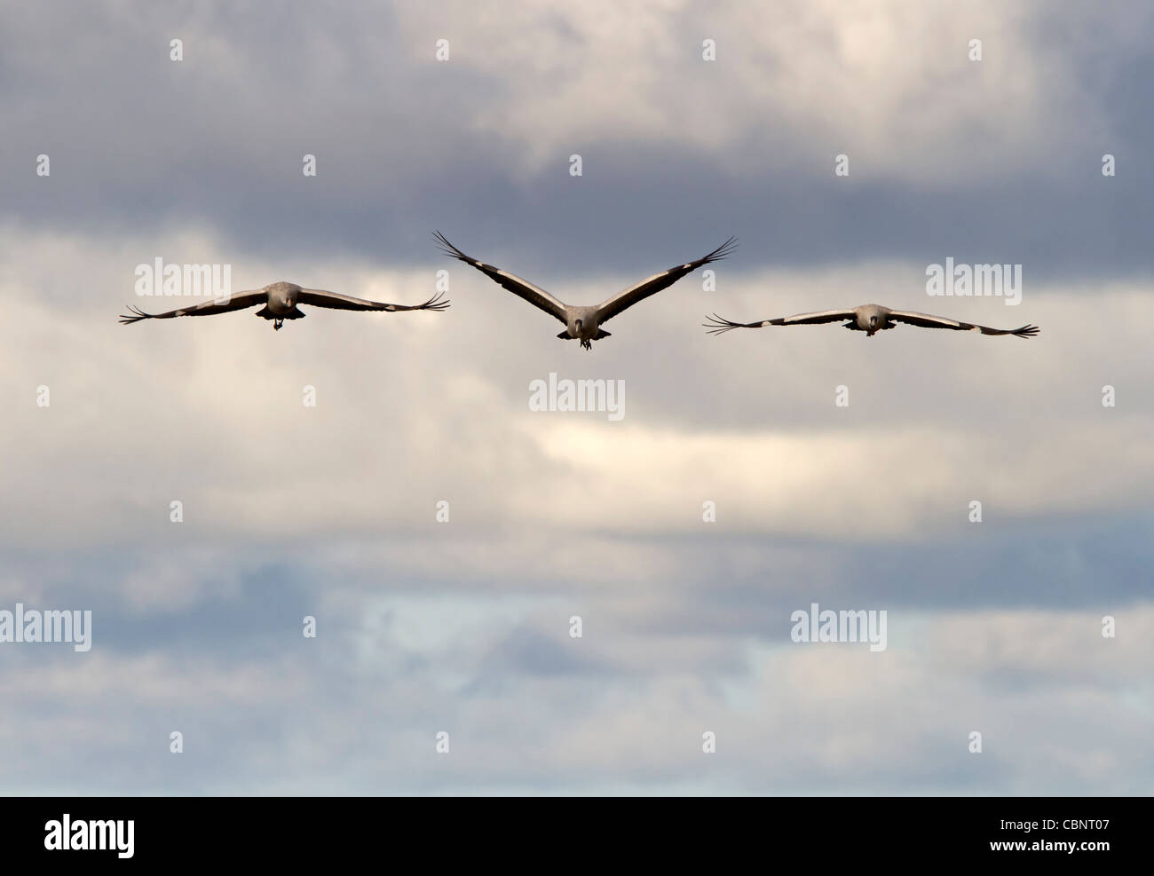 Flying gru (grus grus) Foto Stock