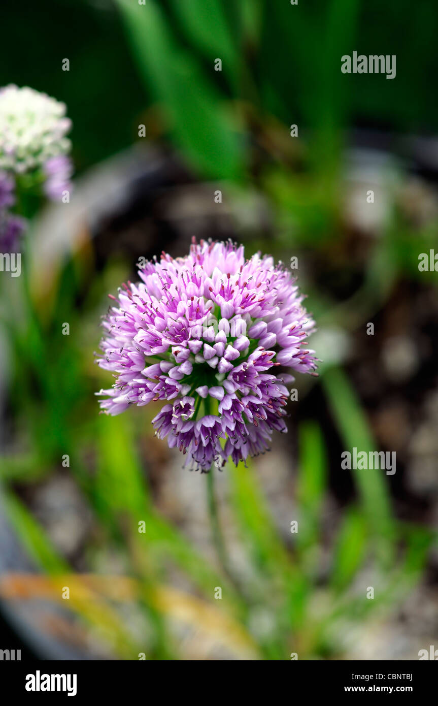 Allium angulosum closeup messa a fuoco selettiva dei ritratti di piante fiori fioritura fiorisce a fiori viola chiaro pastello cipolle ornamentali Foto Stock