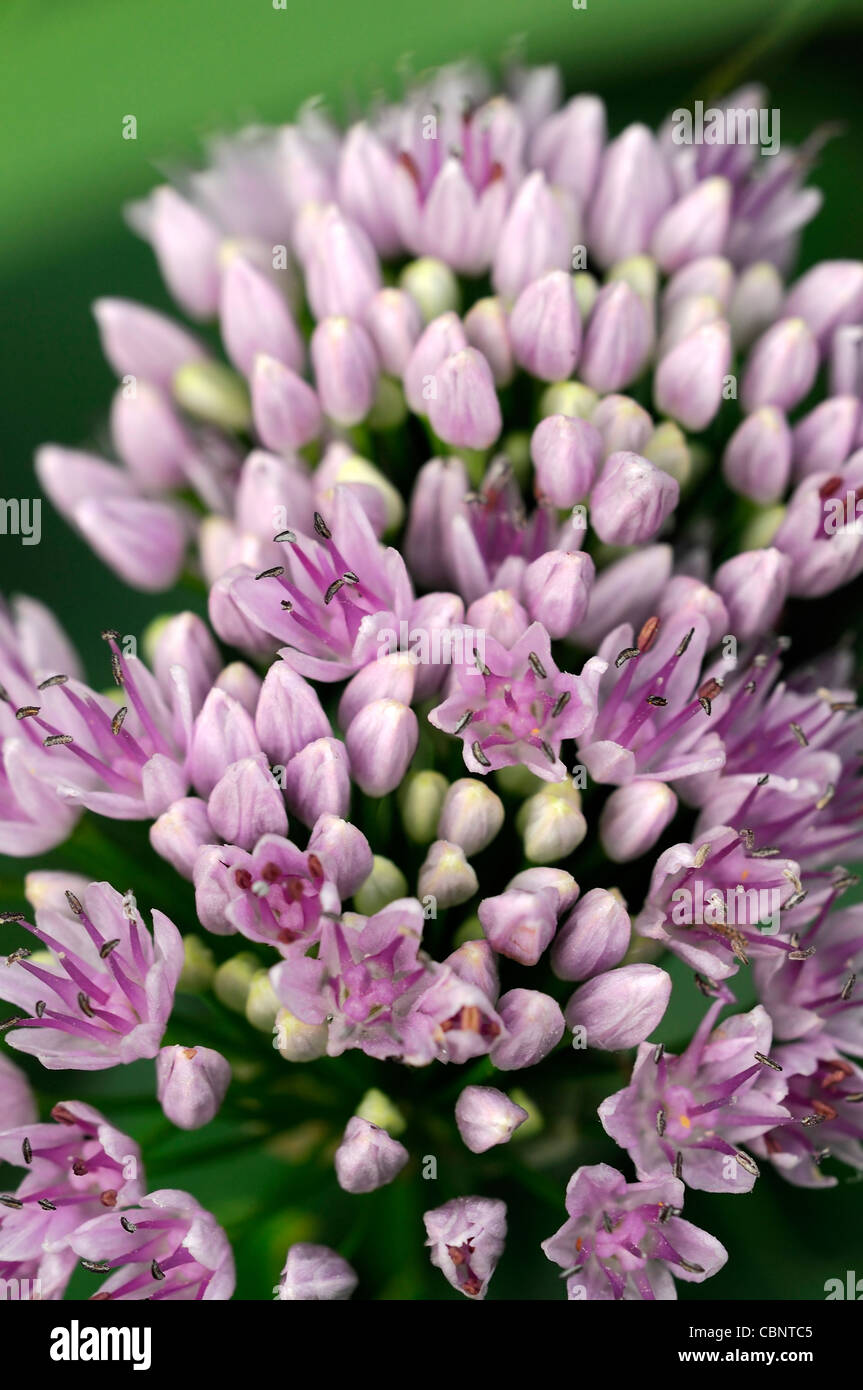 Allium angulosum closeup messa a fuoco selettiva dei ritratti di piante fiori fioritura fiorisce a fiori viola chiaro pastello cipolle ornamentali Foto Stock