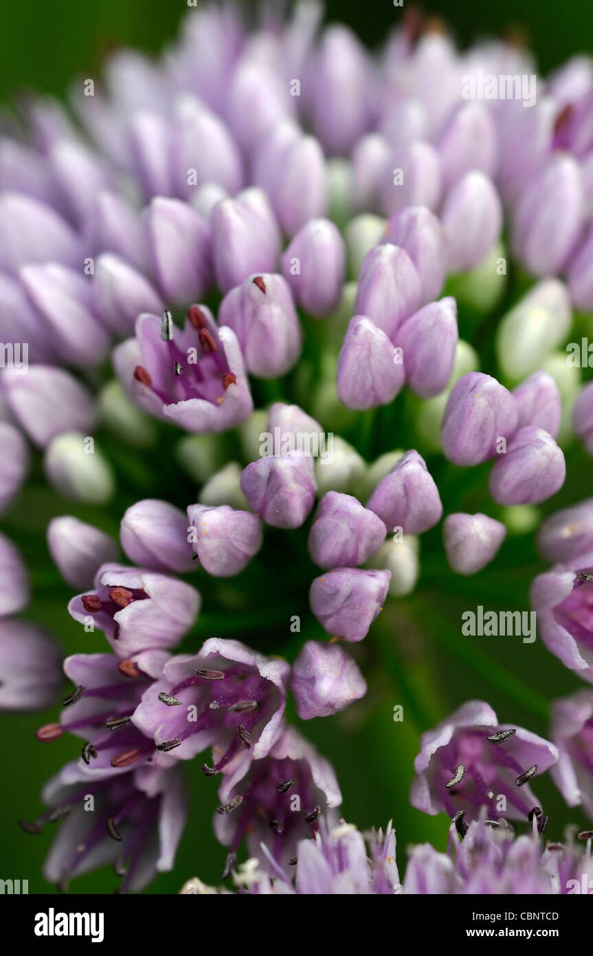 Allium angulosum closeup messa a fuoco selettiva dei ritratti di piante fiori fioritura fiorisce a fiori viola chiaro pastello cipolle ornamentali Foto Stock