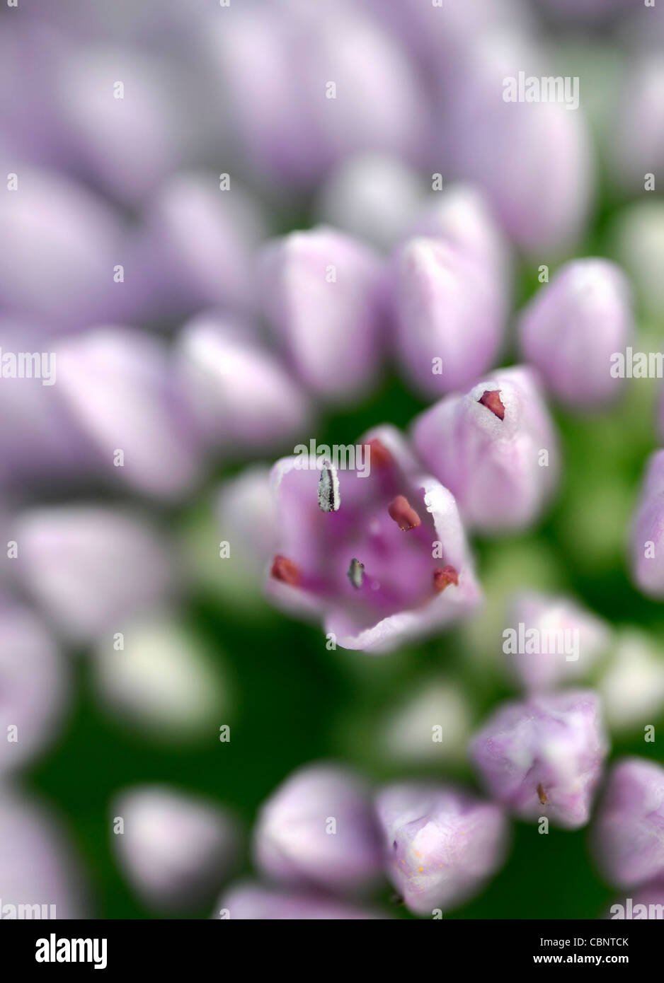 Allium angulosum closeup messa a fuoco selettiva dei ritratti di piante fiori fioritura fiorisce a fiori viola chiaro pastello cipolle ornamentali Foto Stock