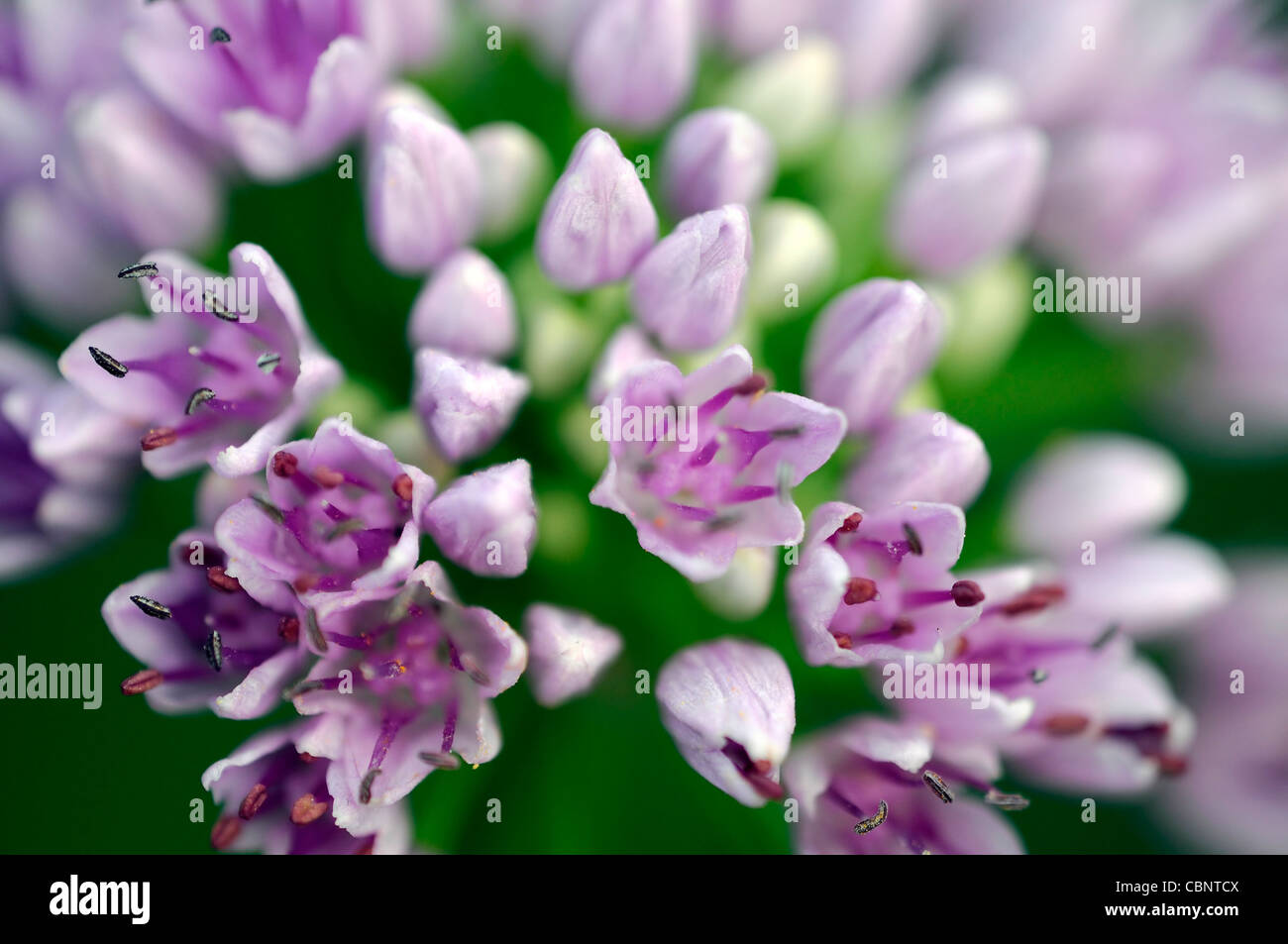 Allium angulosum closeup messa a fuoco selettiva dei ritratti di piante fiori fioritura fiorisce a fiori viola chiaro pastello cipolle ornamentali Foto Stock