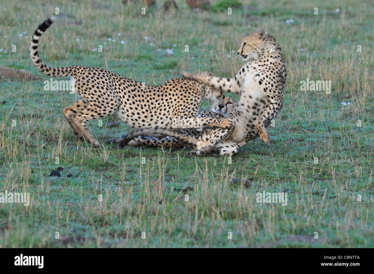 Ghepardo, il Masai Mara Foto Stock