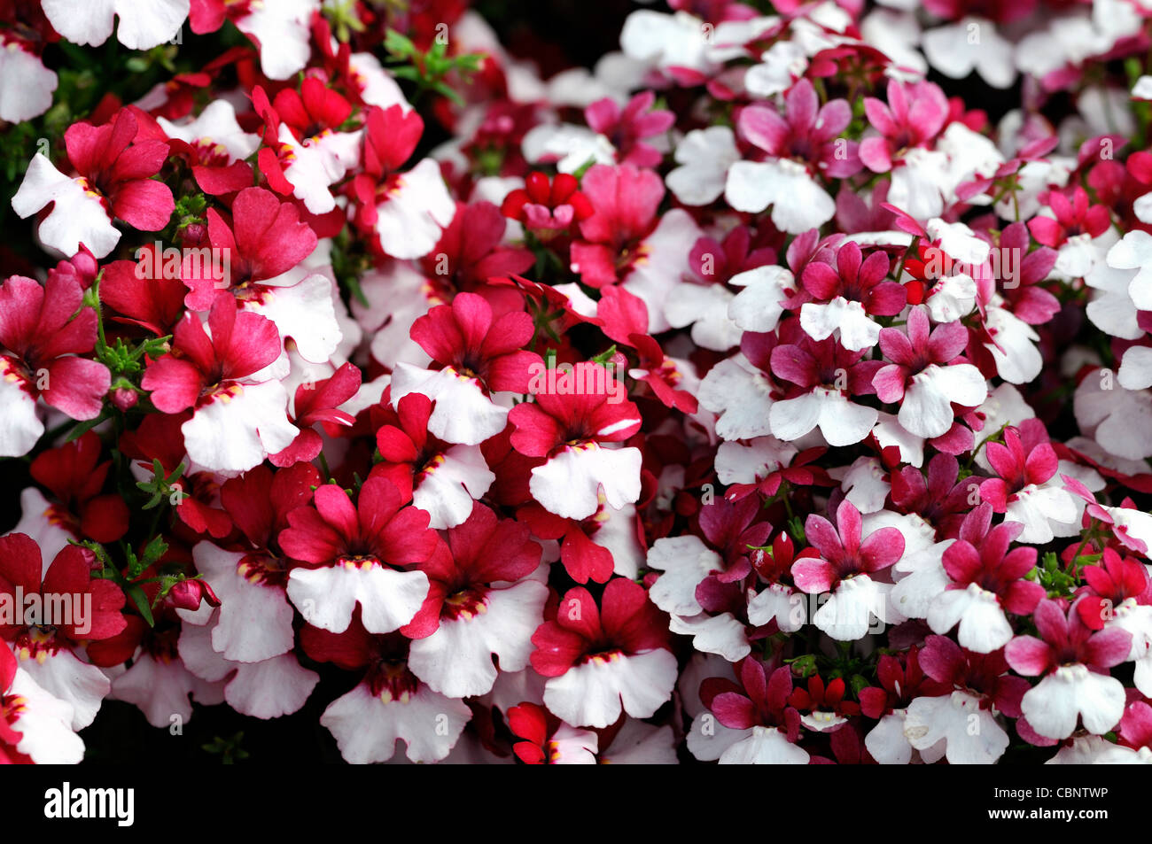 Nemesia strumosa bandiera danese ardito perenne pianta erbacea rosa bianco fiori fiori di fioriture di masse di massa Foto Stock