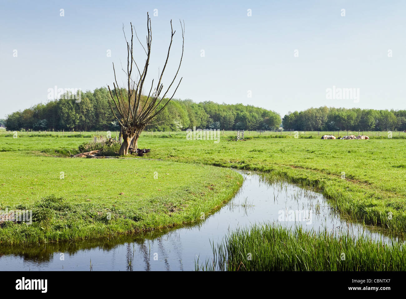 Vecchio pollard-Willows a the Waterside in olandese paese verticale con nero di appoggio mucche e pecore in primavera - orizzontale Foto Stock