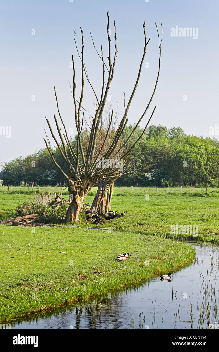 Vecchio pollard-Willows a the Waterside in olandese paese verticale con appoggio pecora nera in primavera - verticale Foto Stock