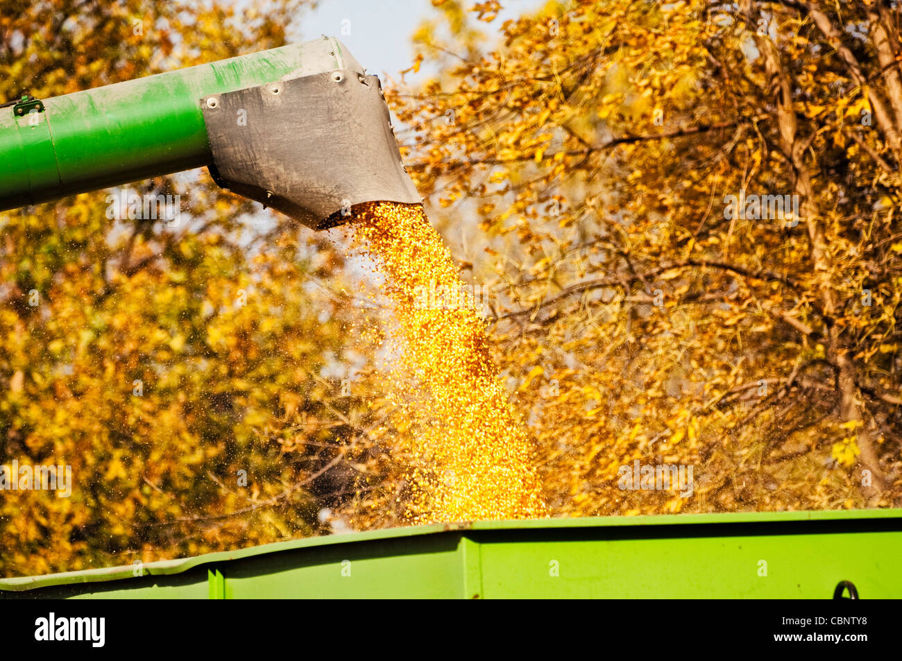 Il mais viene scaricato da una mietitrebbia ad un casella di gravità grano. Foto Stock