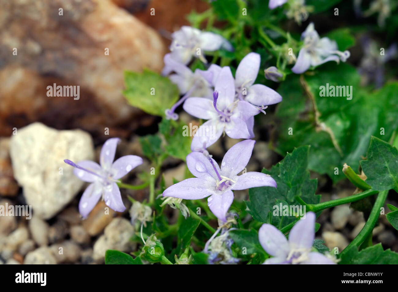 Campanula garganica campanule viola blu pallido blumi blossoms petali di fiori ritratti di piante perenni alpine Foto Stock