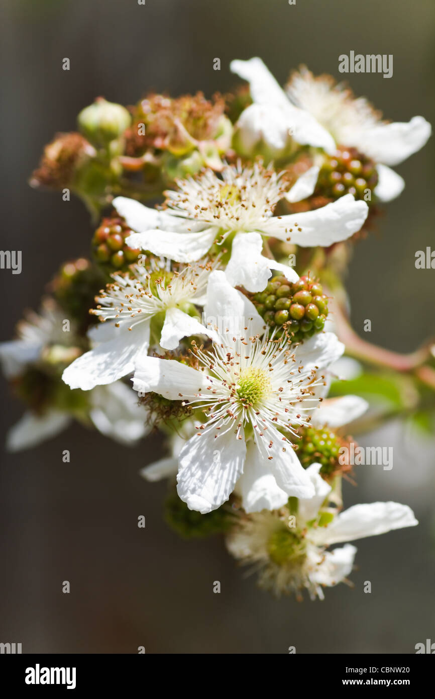 Fiori bianchi e frutti immaturi sul brambleberry, Blackberry o Rubus succursale in estate Foto Stock