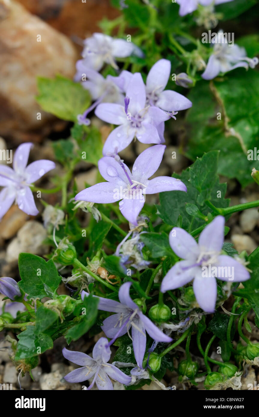 Campanula garganica campanule viola blu pallido blumi blossoms petali di fiori ritratti di piante perenni alpine Foto Stock