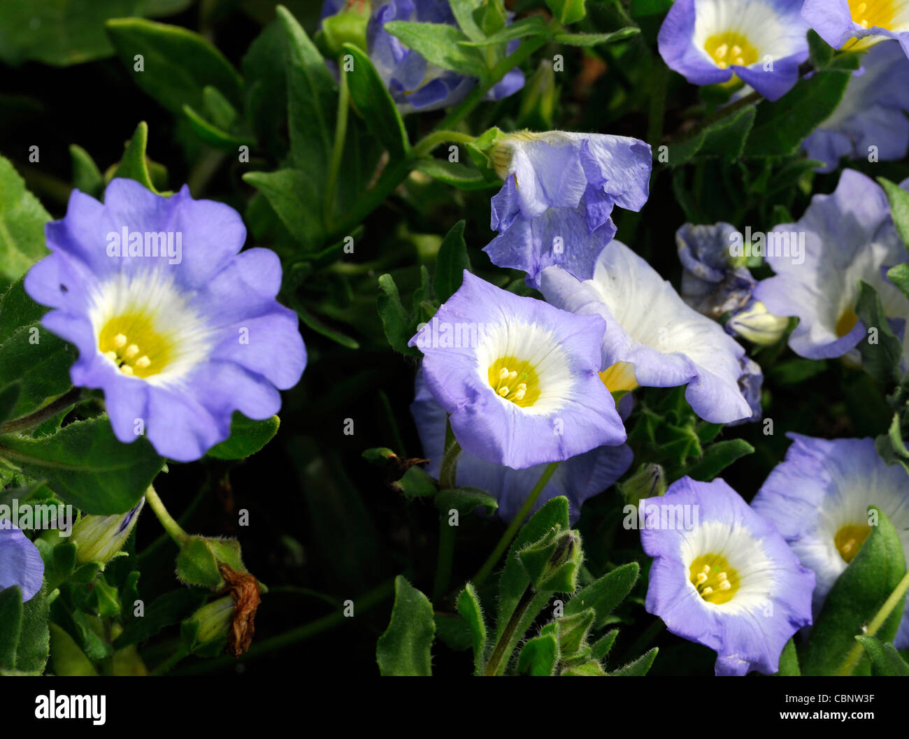 Nolana paradoxa blue bird closeup ritratti vegetali annuari blu petali di fiori di creeping steli succulente Foto Stock