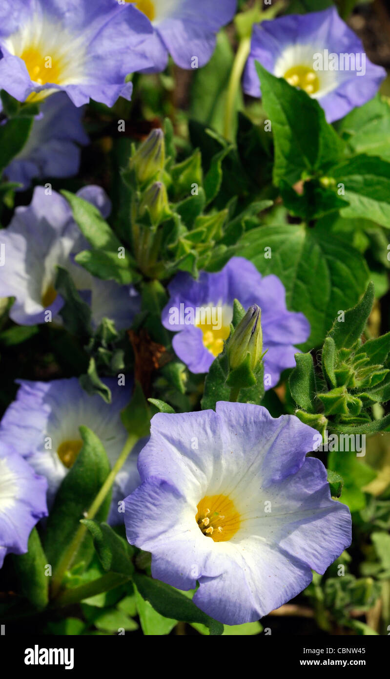 Nolana paradoxa blue bird closeup ritratti vegetali annuari blu petali di fiori di creeping steli succulente Foto Stock