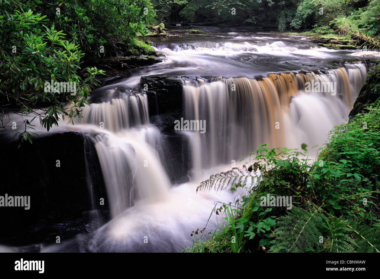 Clare Glens Falls cascate scena scenic lungo il fiume Clare flusso fluente Newport County Tipperary confine Limerick Irlanda Foto Stock