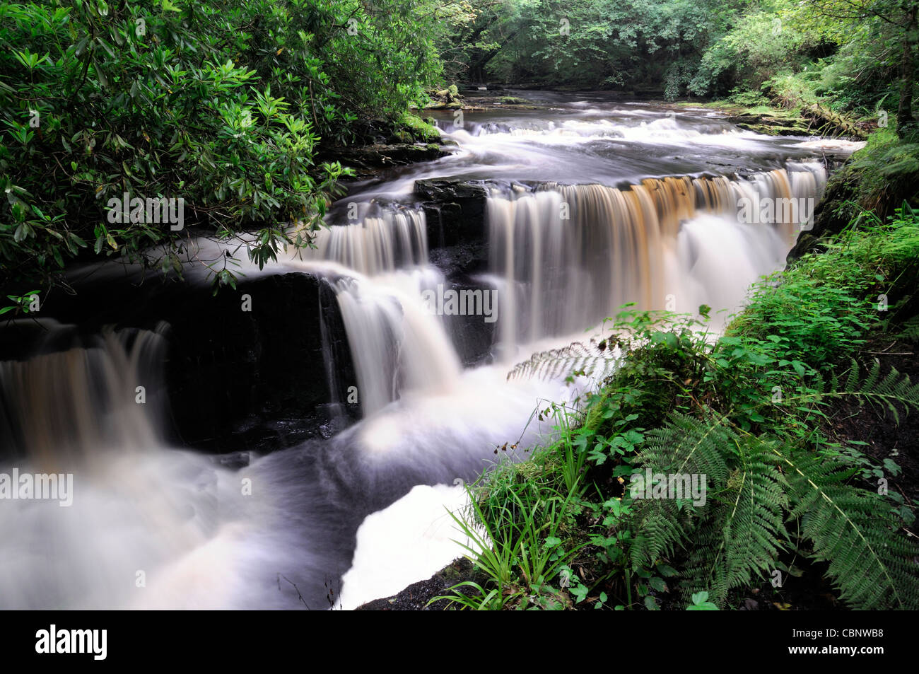 Clare Glens Falls cascate scena scenic lungo il fiume Clare flusso fluente Newport County Tipperary confine Limerick Irlanda Foto Stock