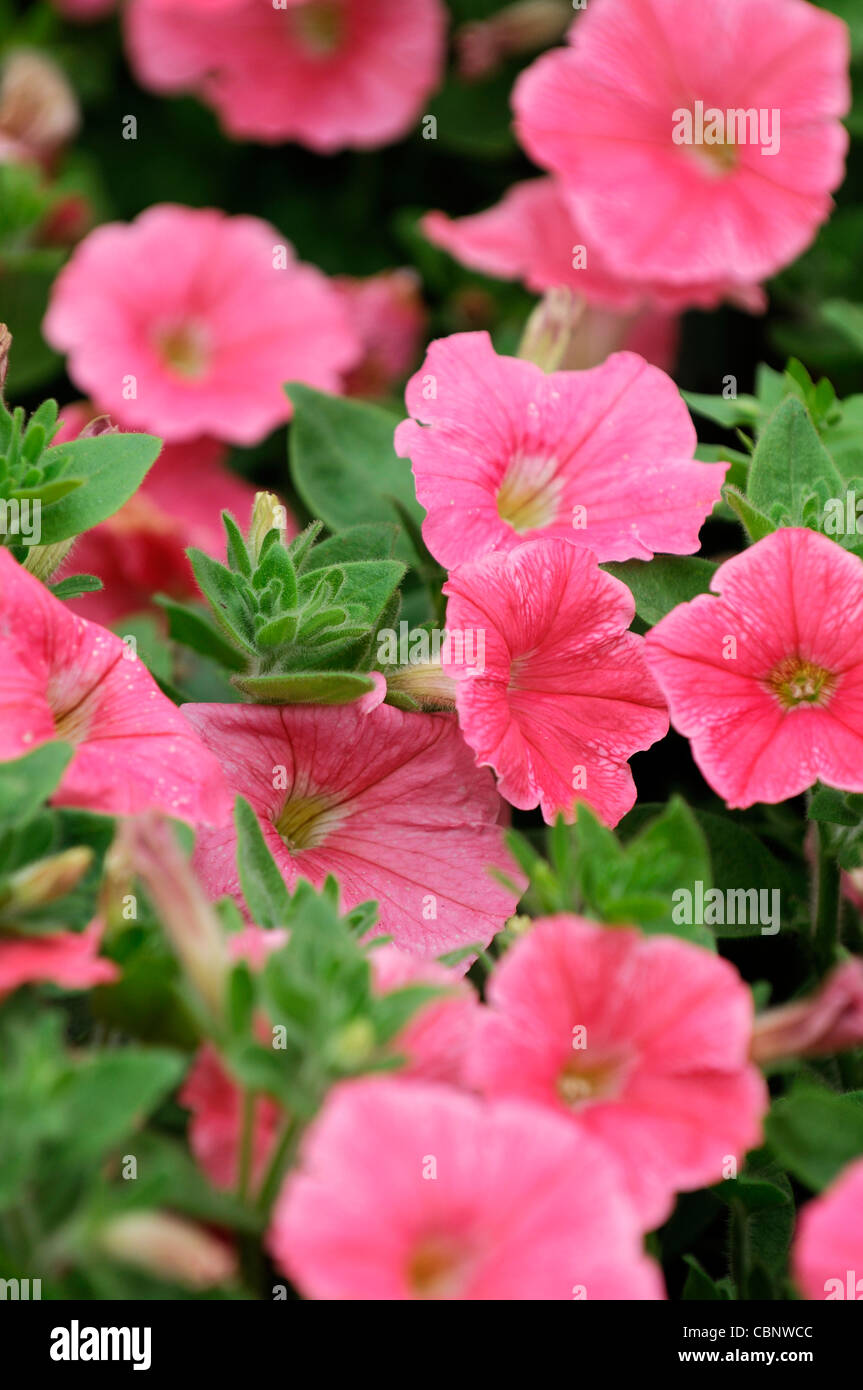 X Petunia hybrida meraviglia onda impianto di salmone ritratti closeup fiori fioritura fiorisce rosa pastello pallido estate Foto Stock