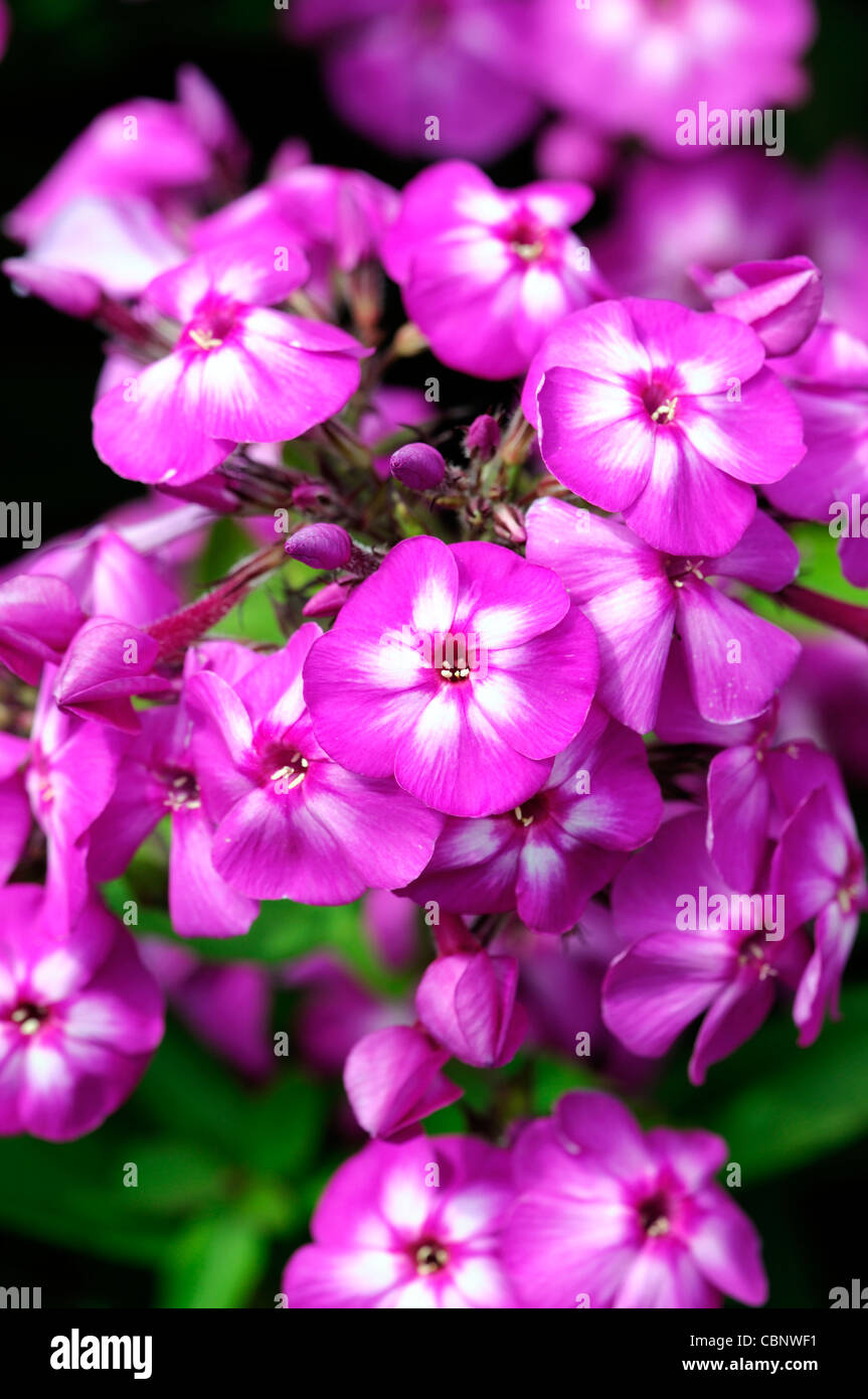 Phlox paniculata Ametista Giardino Phlox viola viola fiori perenni fioriture erbacee fiori Foto Stock