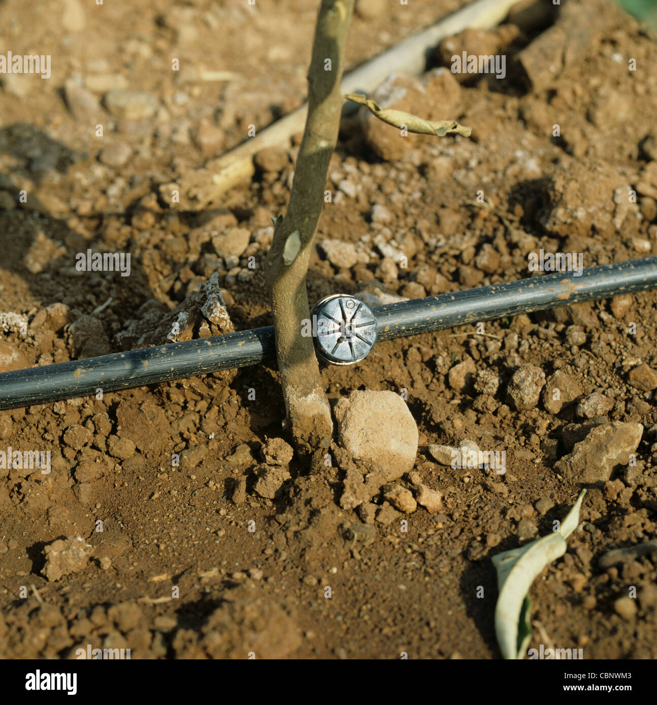 Ugello di irrigazione in giovani agrumeto vicino a Valencia, Spagna Foto Stock