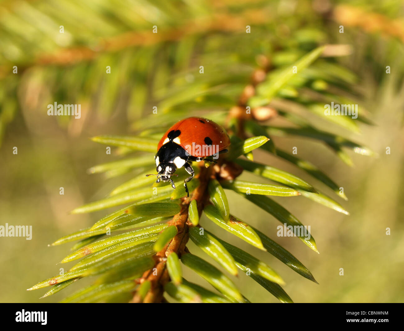 Sette-spot ladybird beetle, ladybug / Coccinella septempunctata / Siebenpunkt - Marienkäfer Foto Stock