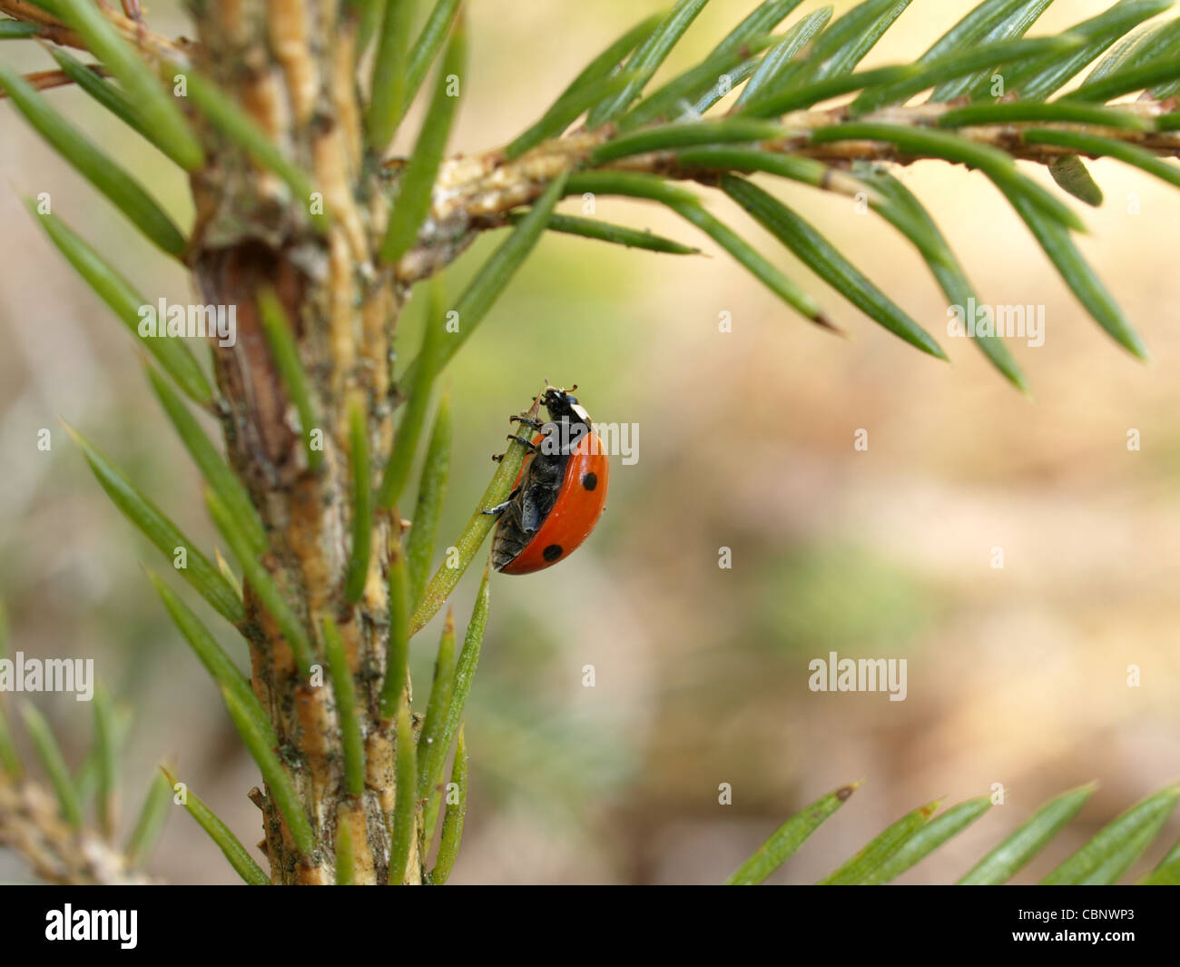 Sette-spot ladybird beetle, ladybug / Coccinella septempunctata / Siebenpunkt - Marienkäfer Foto Stock