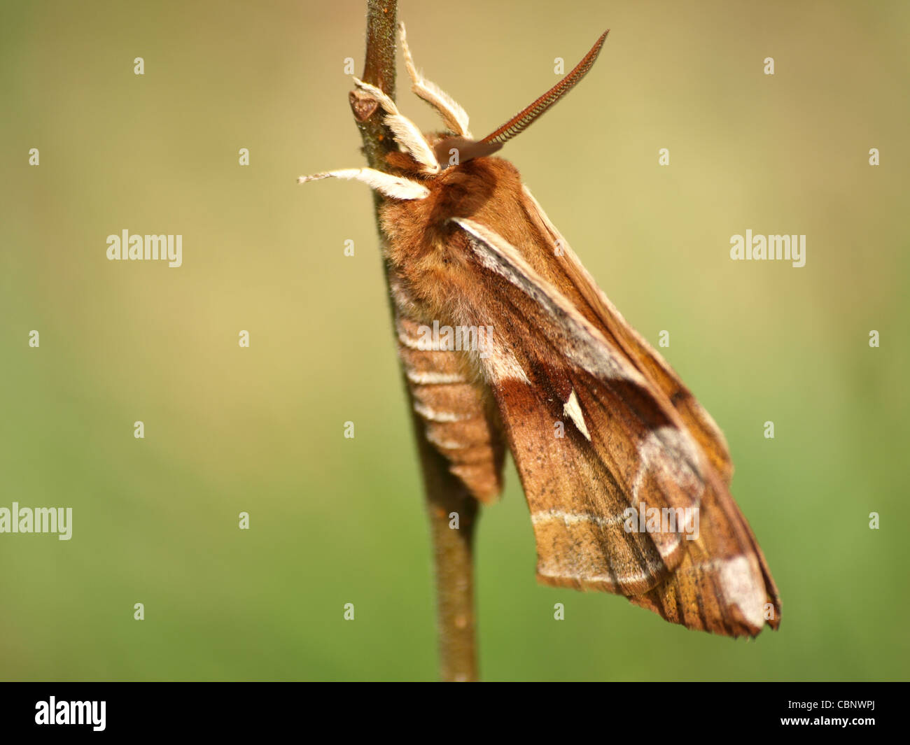 Tau imperatore, Tarma, butterfly / Aglia tau / Nagelfleck Foto Stock