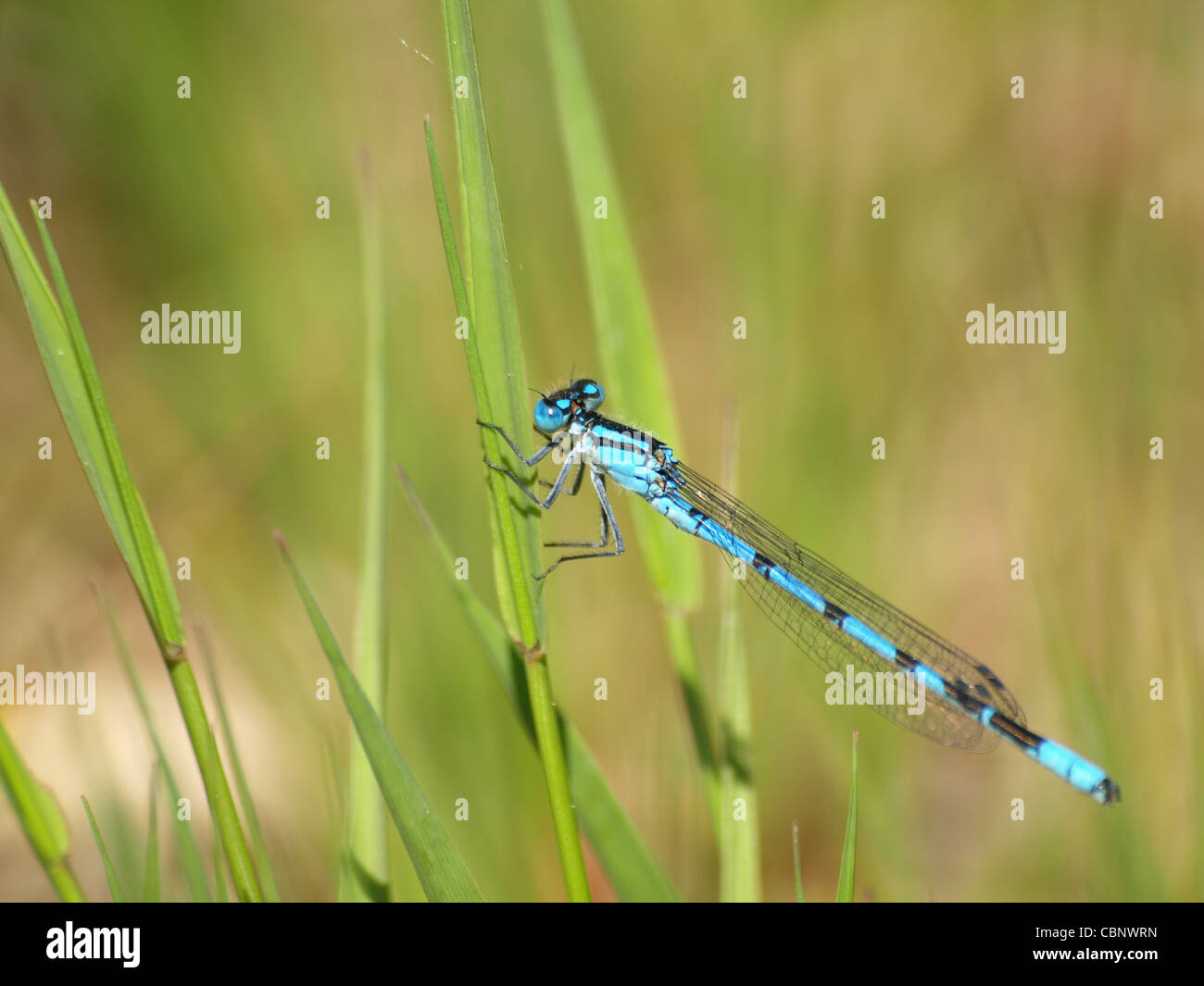 Azure Damselfly maschio / Coenagrion puella / Hufeisen-Azurjungfer Männchen Foto Stock