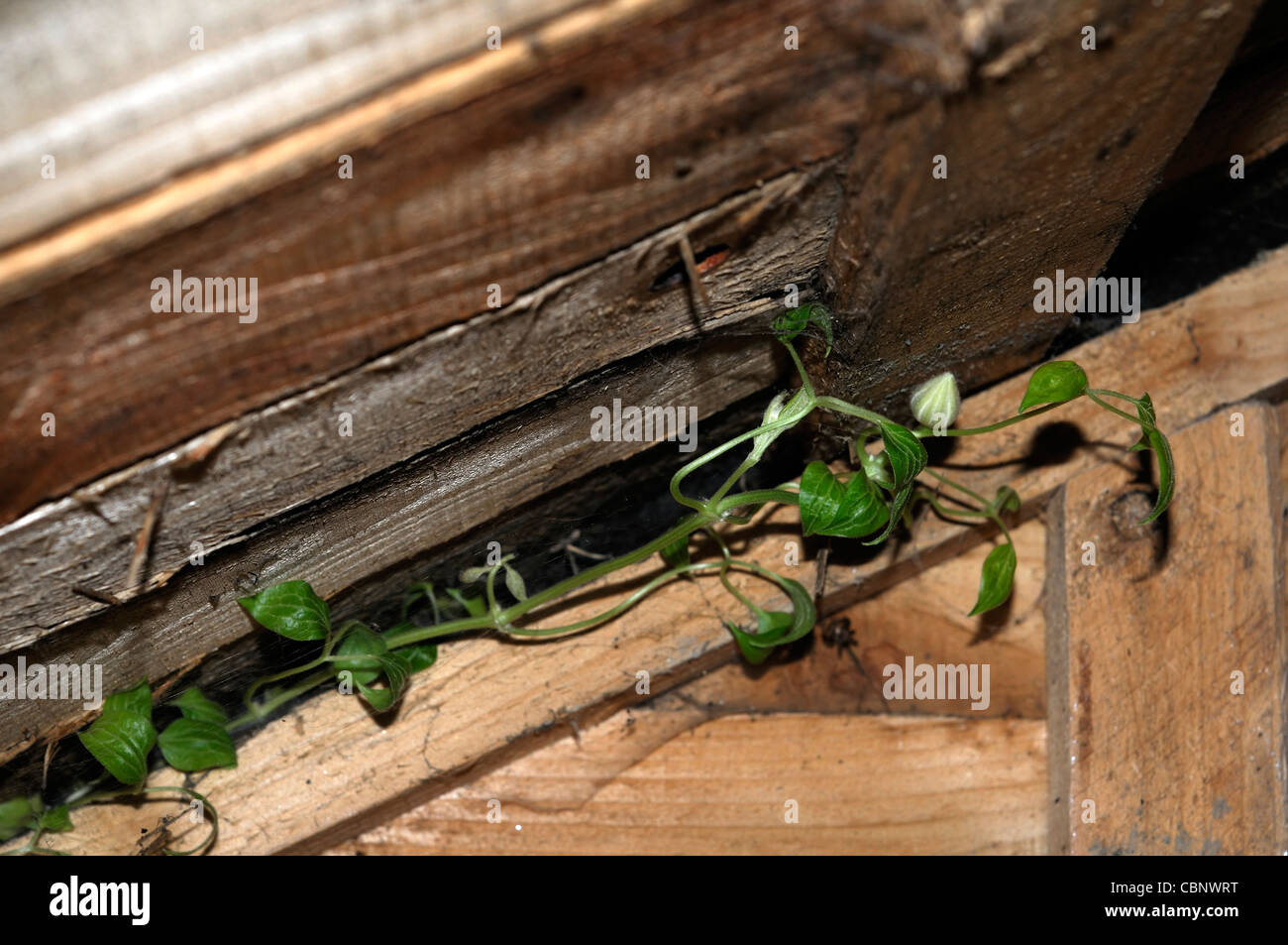 La clematide scalatore viticcio superriduttore crescere cresce dentro Tettoia da giardino dark hardy tenace forza vigorosa crescita vigor arrampicata Foto Stock